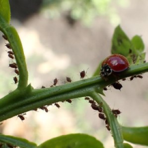 Coccinelle Cycloneda sanguinea dans une colonie de puceron noir des agrumes