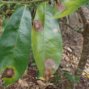 Tache concentriques caractéristiques sur feuilles de corossolier : Sclerotium coffeicola