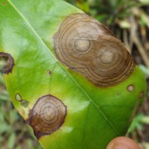 Tache concentriques caractéristiques sur feuilles de corossolier : Sclerotium coffeicola